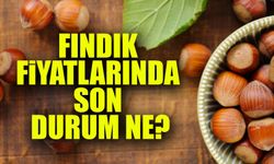 Fındık Fiyatlarında Son Durum: Üreticiler ve Tüccarlar Dikkat!