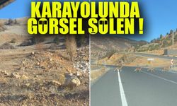 Gümüşhane Dağlarının Süsleri Yaban Keçileri, Karayolunda Görsel Şölen Sundu!