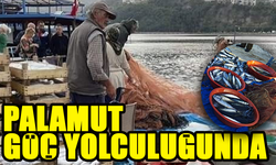 Bizim Tutacağımız Balığı Palamut Tuttu Ve Yedi!