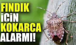 Giresun’da Fındık İçin Alarm! Kokarca Zararlısına Karşı İlaçlama Seferberliği Başlatıldı