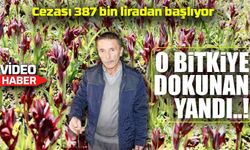 Bu Bitkiyi Bilmeden Koparan Yandı: Cezası Dudak Uçuklattı!