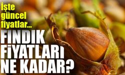 Fındık Fiyatlarında Şok Artış! Üreticiler ve Tüccarlar Ne Yapacağını Bilemiyor