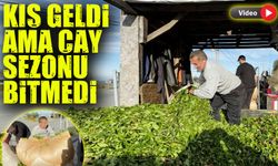 Kış Geldi Ama Çay Sezonu Bitmedi: Dördüncü Sürgün Şaşırttı!