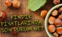 Fındık Fiyatlarında Son Durum: Üreticiler ve Tüccarlar Ne Bekliyor?