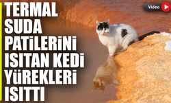 Sibirya Soğuklarında Termal Suda Isınmaya Çalışan Kedi Yürekleri Isıttı