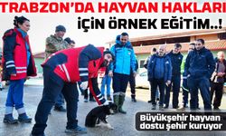 Trabzon’da Hayvan Hakları İçin Örnek Eğitim: Sokak Hayvanlarına Uzman Müdahale