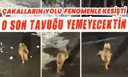 Çakal Sürüsünün Yolu Trabzonlu Fenomenle Kesişti: “O Son Tavuğu Yemeyecektin”