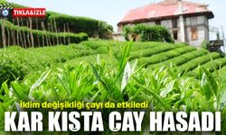 Rize’de Şaşırtan Çay Hasadı: Kar Altında Bile Çay Toplanıyor!