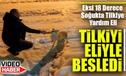 Eksi 18 Derece Soğukta Tilkiye Yardım Eli: Vatandaş Ellerinden Besledi