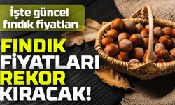 Fındık Fiyatlarında Şok Düşüş: Üretici Ne Yapacak?