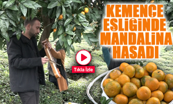 Rize’nin Lezzetli Mandalinası Kemençe Eşliğinde Toplandı