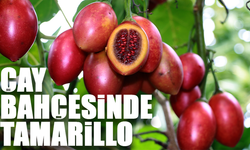 Tamarillo, Rize’de İlgi Görüyor