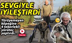 Minibüs Çarpan Köpeğine; Yaptığı Yürüteçle Hayat Verdi!