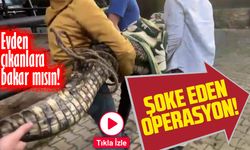 Beykoz'da şoke eden operasyon! Evden Nil Timsahı ve Anakonda Çıktı