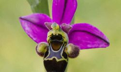 Arı Orkide (Ophrys Apifera): Doğanın Zekasıyla Şekillenen Çiçek