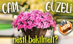 Cam Güzeli Çiçeği: Bakım İpuçları ve Çeşitleriyle Evlerinizi Güzelleştirin