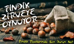 Fındık Fiyatlarında Şaşırtan Yükseliş! Üreticiler ve Tüccarlar Ne Yapacak?