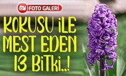 Kokusu İle Herkesi Mest Eden 13 Bitki ve Özellikleri!