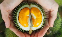 Durian: Dünyanın En Kokan Meyvesiyle Tanışın