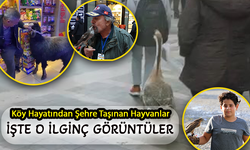 Doğu Karadeniz'in Şehir Hayatındaki İlginç Manzara: Köy Hayvanları Sokaklarda