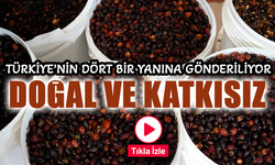 Gümüşhane'de Kuşburnu Şişelenip Türkiye'ye Dağıtılıyor: "C Vitamini Deposu"