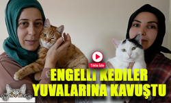 Gümüşhane’de Engelli Kediler, Şefkatli Ellerle Hayata Tutunuyor