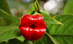 Sıcak Dudaklar (Psychotria Elata): Tropiklerin En Çarpıcı Bitkisi