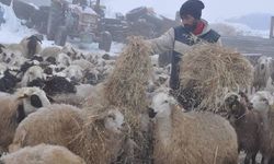 Kars’ta Çobanlık Krizi! Aylık 50 Bin Lira Maaş Ama Çalışan Yok!