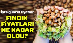 Fındık Fiyatlarında Şok Artış! Güncel Rakamlar Üreticiyi Sevindirdi