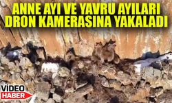 Gümüşhane’de Nadir Görüntü! Anne Ayı ve Yavruları Dron Kamerasına Takıldı