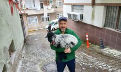 Sahiplendiği Kuzuyla Giresun'un Fenomeni Oldu