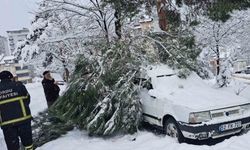 Ordu’da kar yağışı nedeniyle 2 noktada ağaç yıkıldı