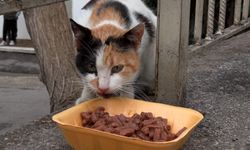 Emsal Boşanma! Mahkemede Kedi Nafakası Kararı