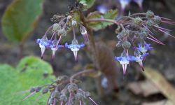 Karadeniz’in Şifalı Mucizesi: Tomara (Trachystemon orientalis) Hakkında Bilinmeyenler!