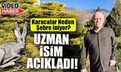 Artvin’de Karacalar Neden Şehre İniyor? Uzman İsim Açıkladı!