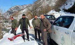 Artvin’de Kaçak Avcılar, Suçüstü Yakalandı