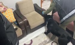 Narkotik Köpeği Tony, Samsun'da Koltuğa Gizlenmiş Uy*şt*r*c*y* Buldu