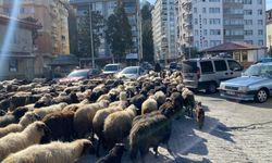 Artvin’de Sürpriz Yayla Göçü: Caddelerde Binlerce Koyun