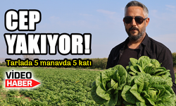 Tarlada 5 TL, Manavda 30 TL! Fiyat Farkı Üreticiyi Zorluyor!