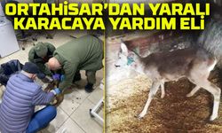 Ortahisar’da Yaralı Karacaya Şefkat Eli! Küçük Dostlar Kliniği’nde Tedavi Edildi