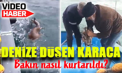 Denize Düşen Karaca, Balıkçılar Tarafından Kurtarılarak Doğaya Salındı