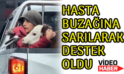 Hasta Buzağısına Sarılarak Destek Olan Minik Çiftçi