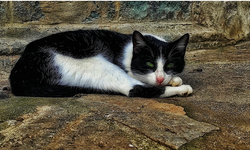Kedi tüyü akciğere kaçar mı? Uzmanlardan çarpıcı açıklama!