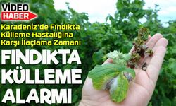 Fındıkta Külleme Hastalığına Karşı Kimyasal Mücadele Başladı