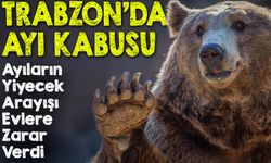 Sisdağı Yaylası’nda Ayı Kabusu: 4 Evi Talan Ettiler