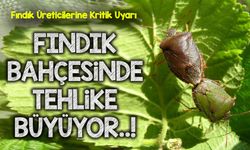 Fındık Bahçelerinde Tehlike Büyüyor: Giresun’dan Kokarca ve Kurt Uyarısı!