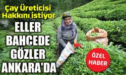 Çay Üreticisinin Gözü Ankara’da: “Emeğimizin Karşılığını İstiyoruz”