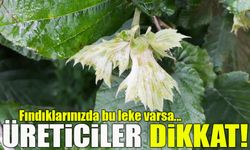Fındık Bahçelerinde Tehlike Çanları: Külleme Geri Döndü, Üreticiye Acil Çağrı!