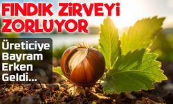 Fındık Fiyatlarında Büyük Sürpriz! 29 Mayıs’ta Rekor Seviyeye Ulaşıldı