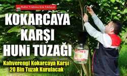Fındığın Düşmanı Kahverengi Kokarcaya Karşı 'Hunili Tuzak' Dönemi Başladı
